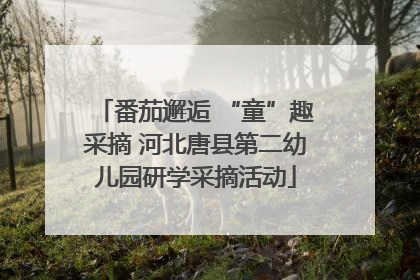 番茄邂逅 “童”趣采摘 河北唐县第二幼儿园研学采摘活动