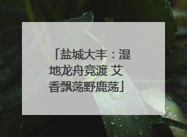 盐城大丰：湿地龙舟竞渡 艾香飘荡野鹿荡