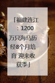 福建连江：1200万只海马历经8个月培育 迎来收获季
