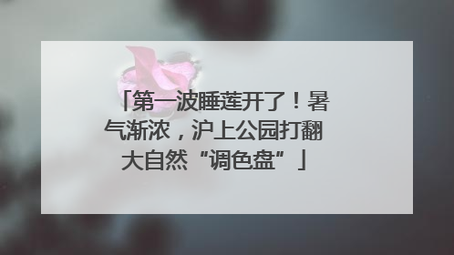 第一波睡莲开了！暑气渐浓，沪上公园打翻大自然“调色盘”