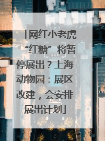 网红小老虎“红糖”将暂停展出？上海动物园：展区改建，会安排展出计划