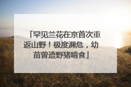 罕见兰花在京首次重返山野！极度濒危，幼苗曾遭野猪啃食
