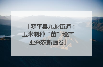 罗平县九龙街道：玉米制种“苗”绘产业兴农新画卷