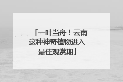 一叶当舟！云南这种神奇植物进入最佳观赏期