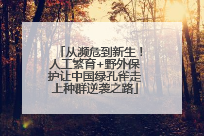 从濒危到新生！人工繁育+野外保护让中国绿孔雀走上种群逆袭之路
