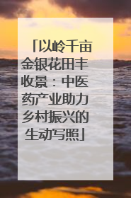 以岭千亩金银花田丰收景：中医药产业助力乡村振兴的生动写照