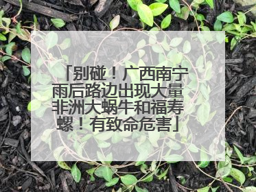 别碰！广西南宁雨后路边出现大量非洲大蜗牛和福寿螺！有致命危害