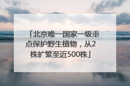 北京唯一国家一级重点保护野生植物，从2株扩繁至近500株