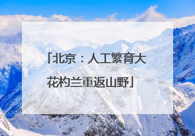 北京：人工繁育大花杓兰重返山野