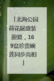 北海公园荷花展盛装迎夏，169盆珍贵碗莲同步亮相