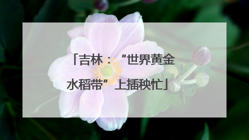 吉林:“世界黄金水稻带”上插秧忙