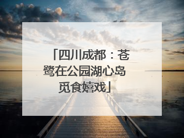 四川成都：苍鹭在公园湖心岛觅食嬉戏