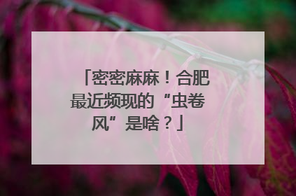 密密麻麻！合肥最近频现的“虫卷风”是啥？