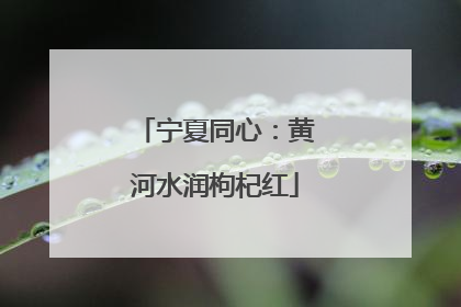 宁夏同心：黄河水润枸杞红