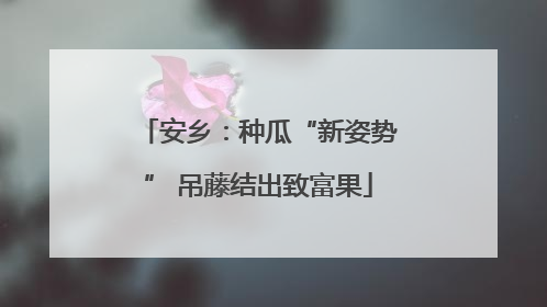 安乡：种瓜“新姿势” 吊藤结出致富果