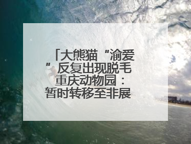 大熊猫“渝爱”反复出现脱毛 重庆动物园：暂时转移至非展示区静养治疗