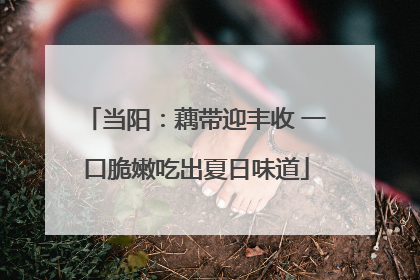 当阳：藕带迎丰收 一口脆嫩吃出夏日味道
