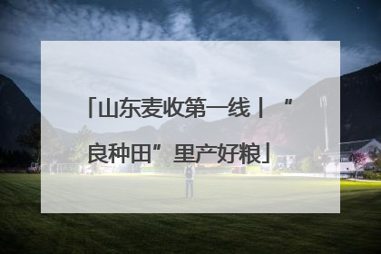 山东麦收第一线丨“良种田”里产好粮