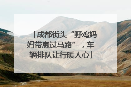 成都街头“野鸡妈妈带崽过马路”，车辆排队让行暖人心