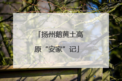 扬州鹅黄土高原“安家”记
