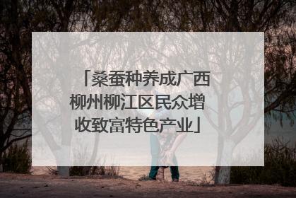 桑蚕种养成广西柳州柳江区民众增收致富特色产业