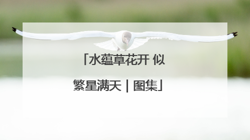 水蕴草花开 似繁星满天｜图集