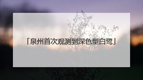 泉州首次观测到深色型白鹭