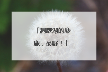洞庭湖的麋鹿，最野！
