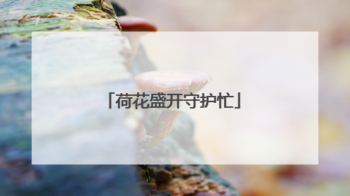 荷花盛开守护忙