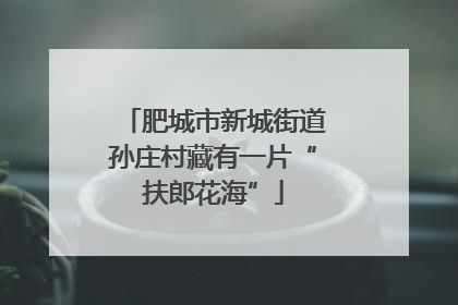 肥城市新城街道孙庄村藏有一片“扶郎花海”