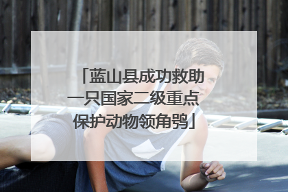 蓝山县成功救助一只国家二级重点保护动物领角鸮