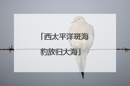 西太平洋斑海豹放归大海