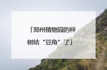 郑州植物园的梓树结“豆角”了