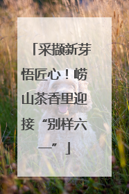 采撷新芽悟匠心！崂山茶香里迎接“别样六一”