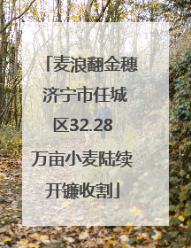麦浪翻金穗 济宁市任城区32.28万亩小麦陆续开镰收割