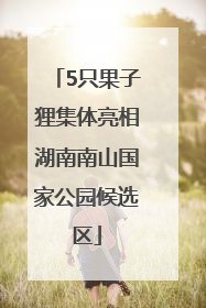 5只果子狸集体亮相湖南南山国家公园候选区